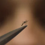 Un técnico de laboratorio sostiene un mosquito macho en la fábrica del Programa Mundial de Mosquitos, en Medellín, Colombia, el jueves 10 de agosto de 2023.JAIME SALDARRIAGA / AP