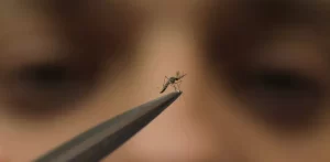 Un técnico de laboratorio sostiene un mosquito macho en la fábrica del Programa Mundial de Mosquitos, en Medellín, Colombia, el jueves 10 de agosto de 2023.JAIME SALDARRIAGA / AP